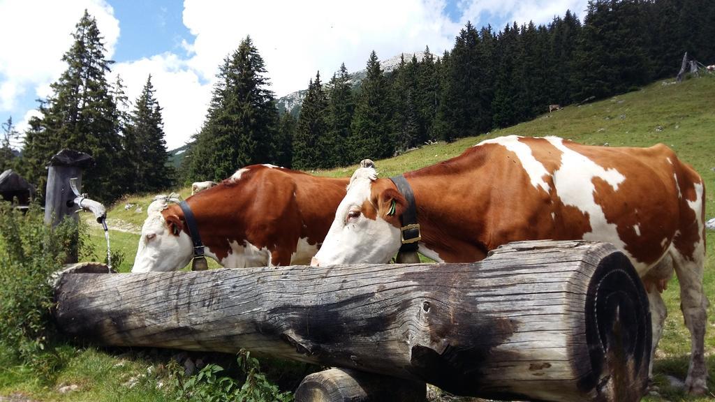Hotel Alpenhof Lermoos Exteriér fotografie